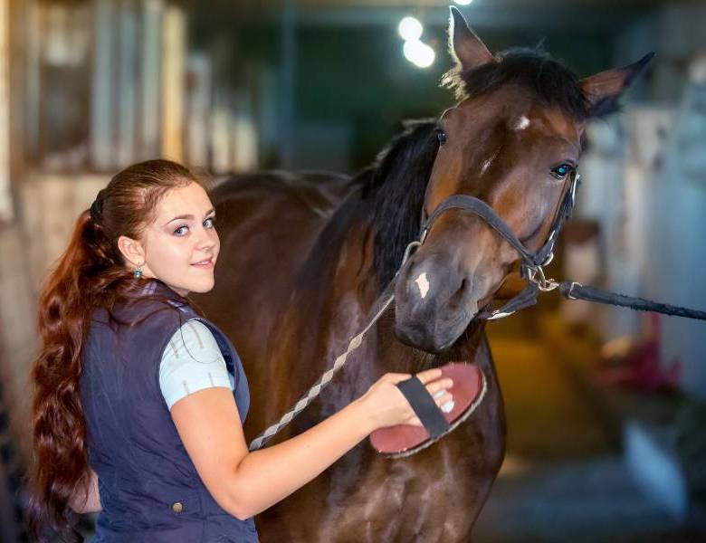 senior horse diet guide